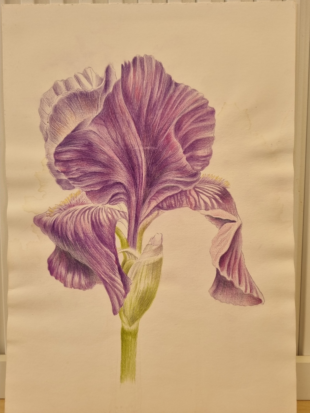 보라색 꽃 일러스트