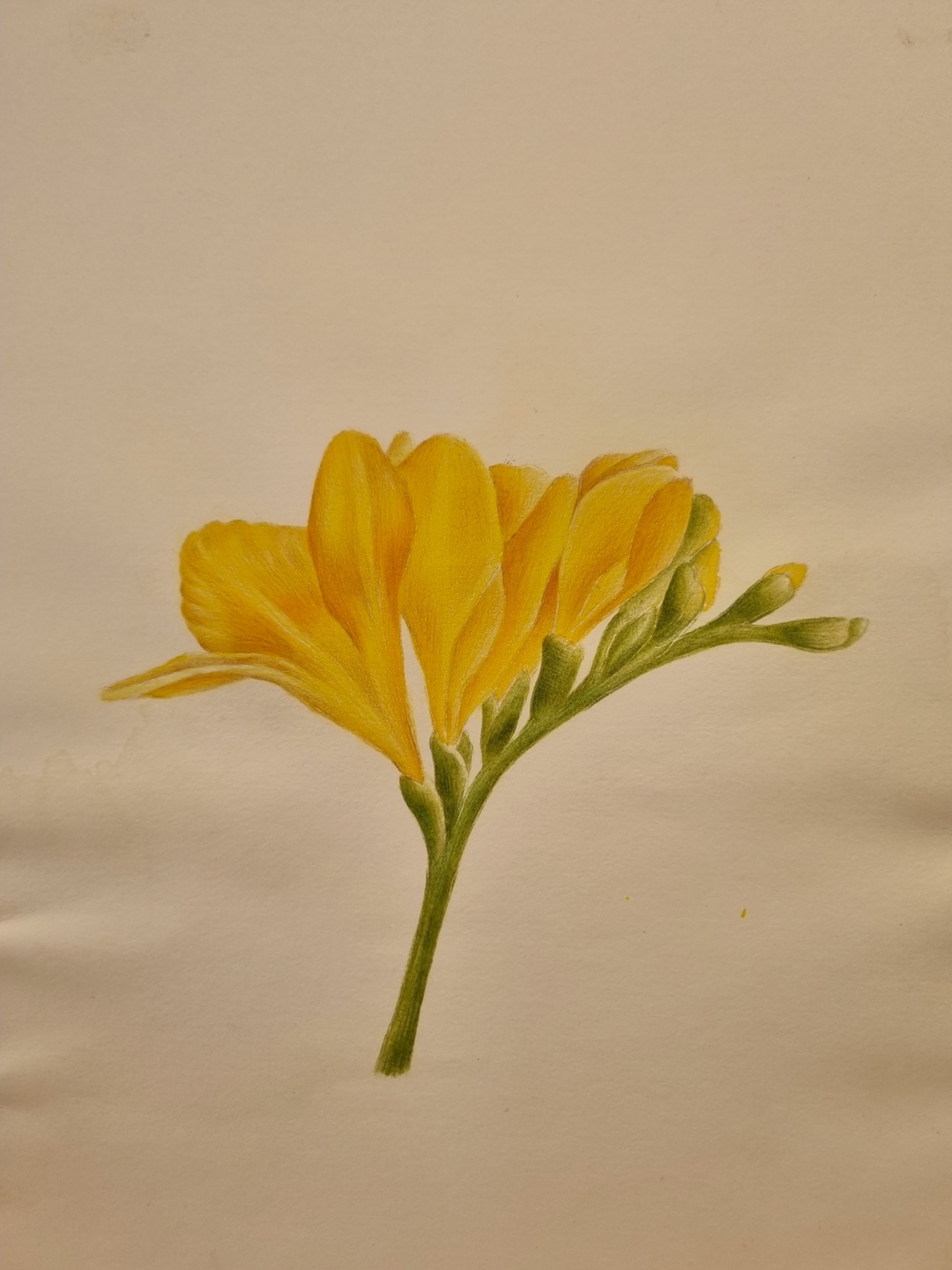 노란색 꽃 일러스트